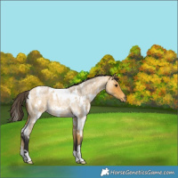 Horse Color:White Spotted Buckskin Roan