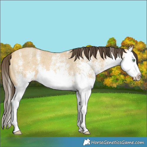 Horse Color:White Spotted Amber Cream Champagne Roan Dun Splash 