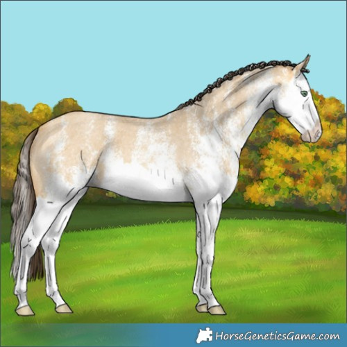 Horse Color:White Spotted Amber Cream Champagne Roan Dun Splash