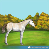 Horse Color:White Spotted Amber Cream Champagne Roan Dun Splash 