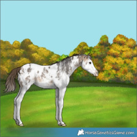 Horse Color:White Spotted Buckskin Splash Appaloosa Rabicano