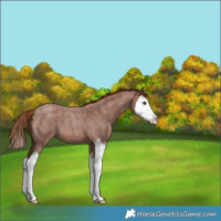 Horse Color:Red Roan Splash 