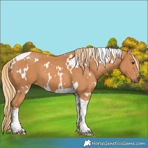 Horse Color:White Spotted Chestnut Tobiano 