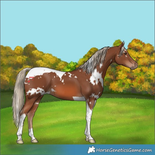 Horse Color:White Spotted Chestnut Tobiano 