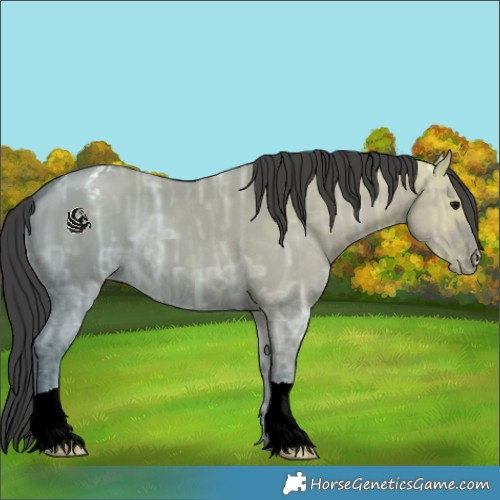 Horse Color:Grullo Ice Appaloosa 