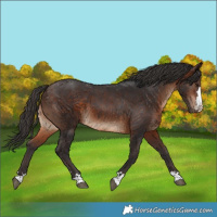 Horse Color:Brown 