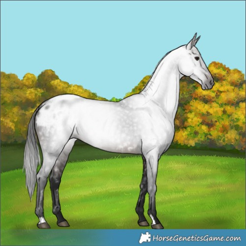 Horse Color:Gray Bay Blanket 