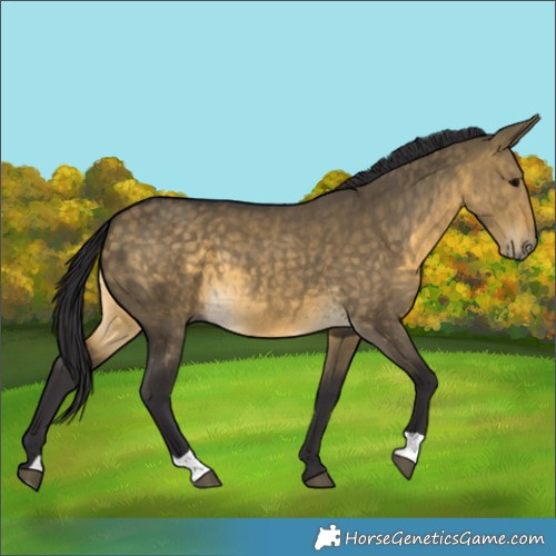 Horse Color:Buckskin Dun 