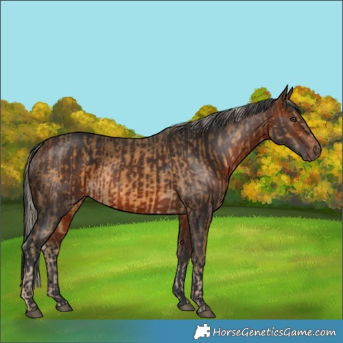 Horse Color:Chocolate Palomino  and Bay 