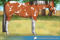 Horse Color:White Spotted Bay Tobiano