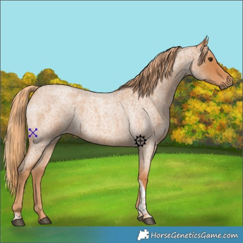 Horse Color:Red Roan Tobiano 