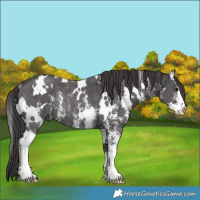 Horse Color:White Spotted Smoky Black Sabino Rabicano 