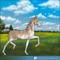 Horse Color:White Spotted Silver Buckskin