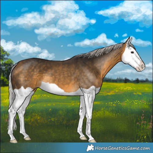 Horse Color:Silver Buckskin Splash 