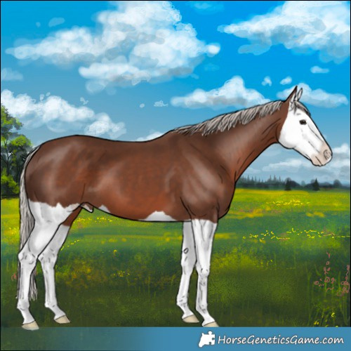 Horse Color:Silver Black Splash 