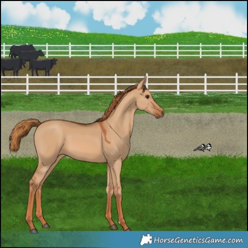 Horse Color:Red Dun 