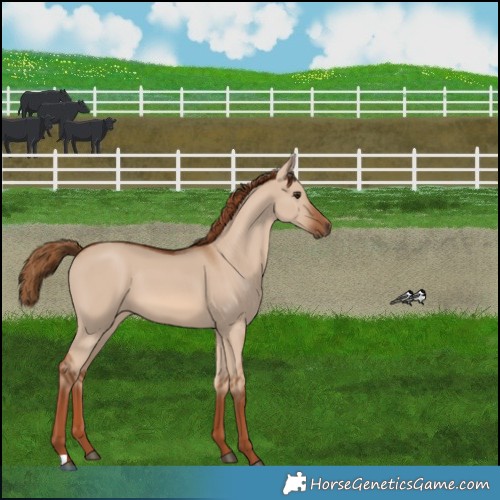 Horse Color:Red Dun 