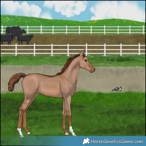 Horse Color:Red Dun 