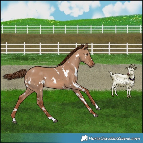 Horse Color:White Spotted Red Dun 
