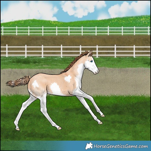 Horse Color:Red Dun Splash 