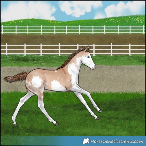 Horse Color:White Spotted Red Dun Splash 