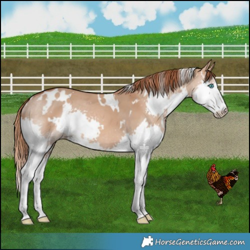Horse Color:White Spotted Red Dun Splash 