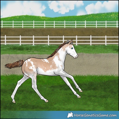 Horse Color:White Spotted Red Dun Splash 