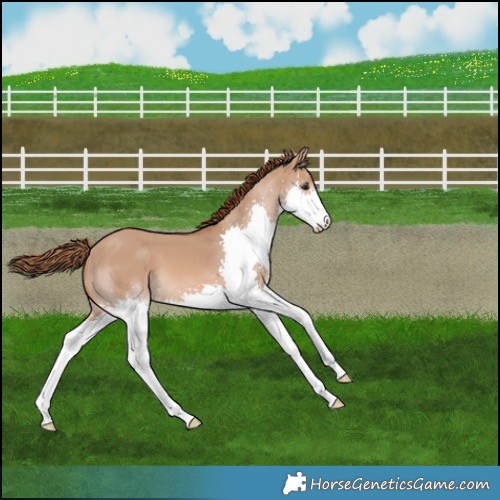 Horse Color:Red Dun Splash 