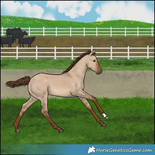 Horse Color:Red Dun 