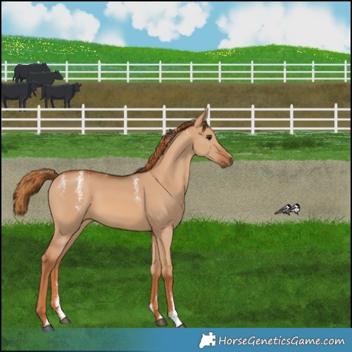 Horse Color:Powder White Red Dun 