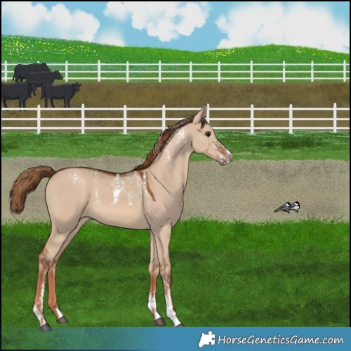 Horse Color:Powder White Red Dun 