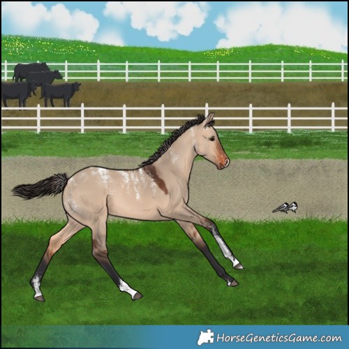 Horse Color:Powder White Bay Dun 