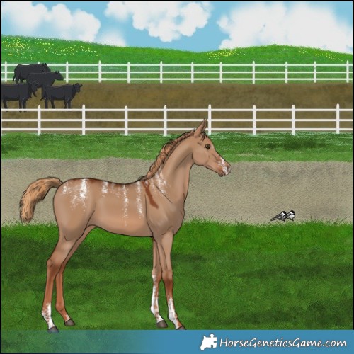 Horse Color:Powder White Red Dun 