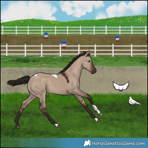 Horse Color:Liver Red Dun Tobiano 