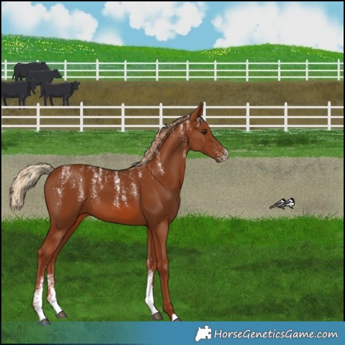 Horse Color:Powder White Chestnut 