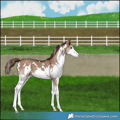 Horse Color:White Spotted Liver Red Dun Splash 