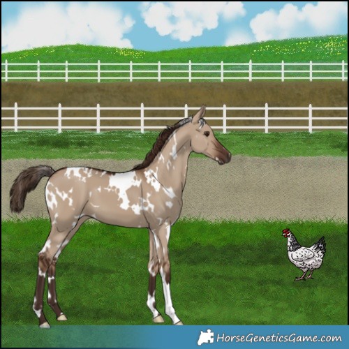 Horse Color:White Spotted Liver Red Dun 