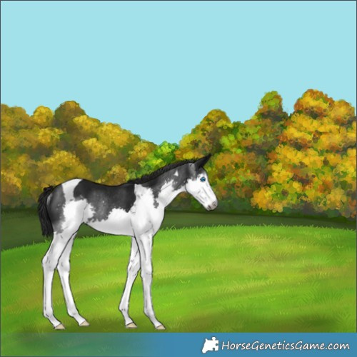 Horse Color:Gray Black Splash Tobiano Rabicano 