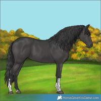 Horse Color:Black Tobiano 