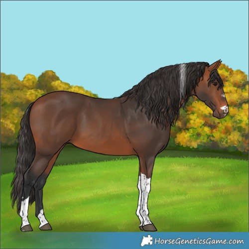 Horse Color:Bay Tobiano 