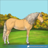 Horse Color:Palomino Tobiano 