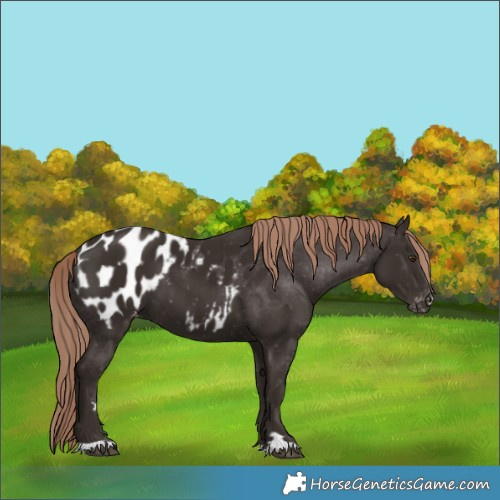 Horse Color:Liver Chestnut Appaloosa