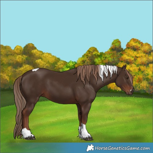 Horse Color:Liver Chestnut Tobiano 