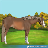 Horse Color:Chestnut 