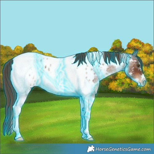 Horse Color:Thunderstruck Liver Red Roan Tobiano Frame Near Leopard 