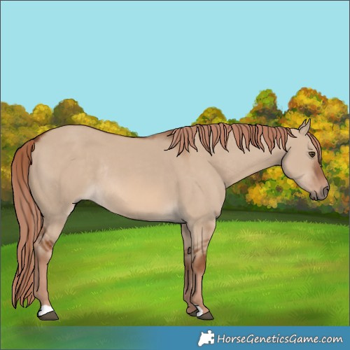 Horse Color:Red Dun Rabicano 