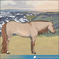 Horse Color:Red Dun Rabicano