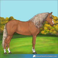 Horse Color:Chestnut 