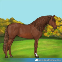 Horse Color:Chestnut 
