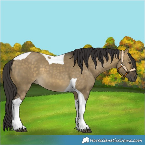 Horse Color:Buckskin Dun Tobiano 
